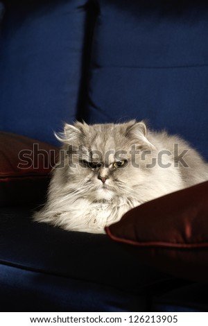 Persian cat on a couch. Beautiful Persian cat lying on a couch