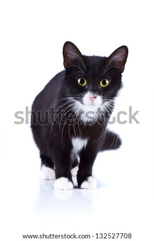 Black-and-white cat. Cat on a white background. Black cat. House predator. Small predatory animal.