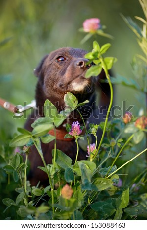 The black doggie smells a clover flower. Small black doggie. Not purebred dog. Doggie on walk. The not purebred mongrel.