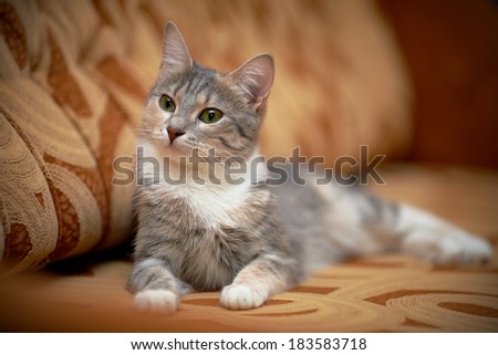 The gray cat with green eyes lies on a sofa. Gray cat with green eyes. Gray cat. Striped not purebred kitten. Small predator. Small cat.