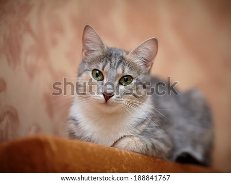 Gray cat with green eyes. Gray cat. Striped not purebred kitten. Small predator. Small cat.