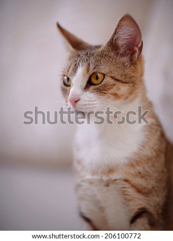 Portrait of a cat with yellow eyes. Multi-colored cat with yellow eyes. Striped not purebred kitten. Small predator. Small cat.