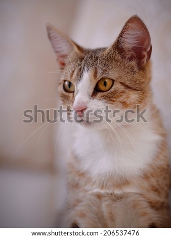 Portrait of a cat with yellow eyes. Multi-colored cat with yellow eyes. Striped not purebred kitten. Small predator. Small cat.