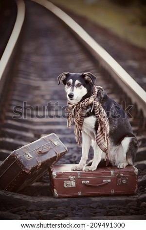 Dog on rails with suitcases. The dog looks for the house. The dog waits for the owner. The lost dog. Mongrel on the road. Dog on rails. Dog with suitcases. Traveler. Vagrant dog. Tramp.
