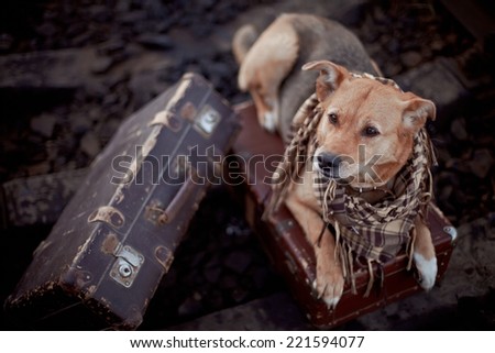 Dog on rails with suitcases. The dog looks for the house. The dog waits for the owner. The lost dog. Mongrel on the road. Dog on rails. Dog with suitcases. Traveler. Vagrant dog. Tramp.