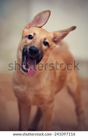 Portrait of an amusing puppy. Small not purebred puppy. Mongrel puppy.