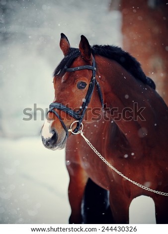 Portrait of a sports stallion. Thoroughbred horse. Beautiful horse.