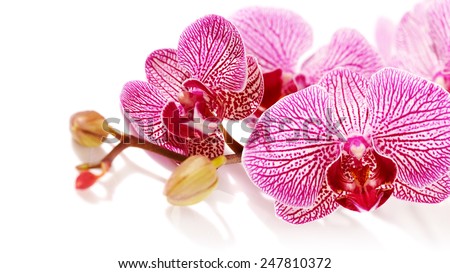 Branch with flowers of an orchid Phalaenopsis. Pink orchid Phalaenopsis. Beautiful branch of pink flowers. Tropical pink flowers of an orchid.