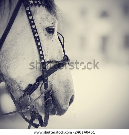 Muzzle of a white horse in a harness. Stallion. Portrait of a horse. Thoroughbred horse. Beautiful horse.