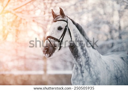 Portrait of a gray sports horse in the winter at sunset. Portrait of a sports stallion. Thoroughbred horse. Beautiful horse.