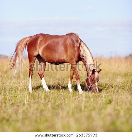 Red horse. The horse is grazed. Horse on a pasture. The horse eats a grass. Mare on a meadow.