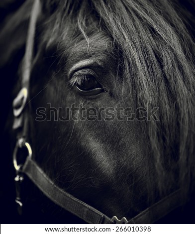 Black-and-white image of a muzzle of a horse close up.