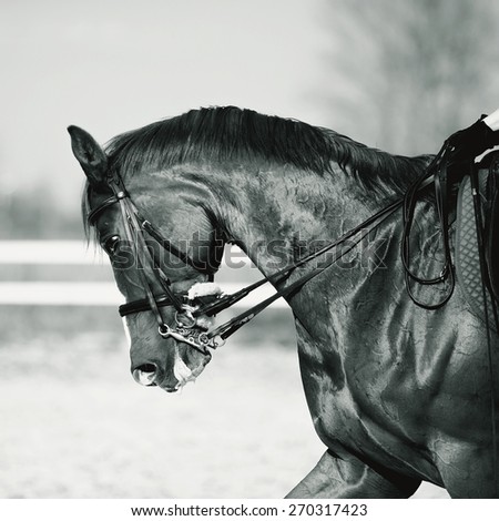 Black-and-white portrait of a sports horse. Riding on a horse. Thoroughbred horse.