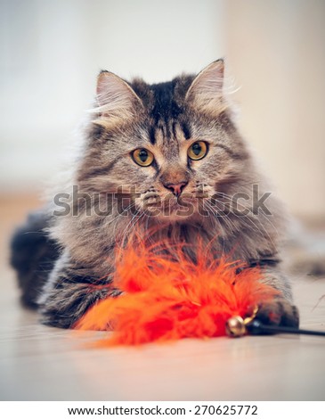 The fluffy striped domestic cat plays with a toy.