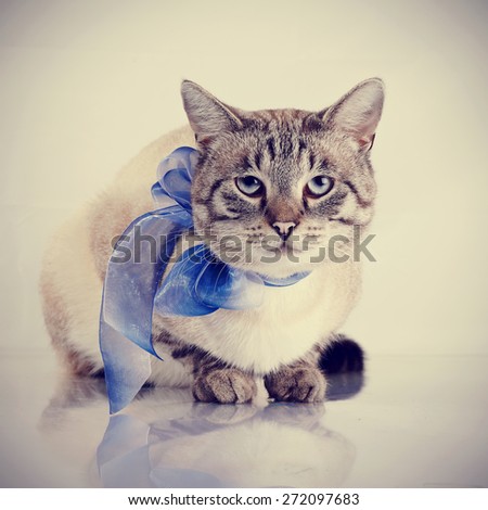 Striped domestic blue-eyed cat with a blue tape. Cat with a bow.