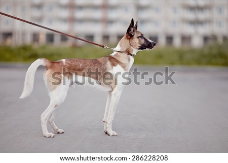 Spotty domestic dog on walk on a lead.
