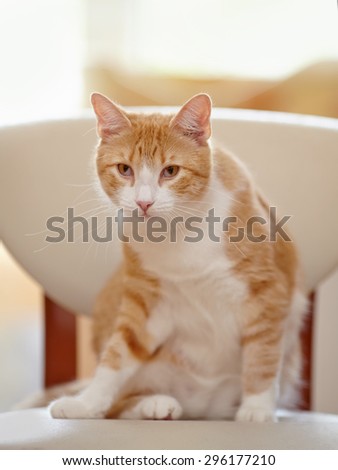 Red with white the domestic cat on a chair