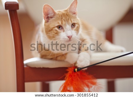Red domestic cat on a chair with a toy.