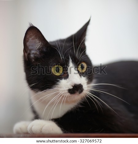 Portrait of a black and white domestic cat with green eyes