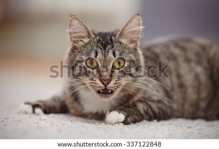Portrait of the surprised domestic cat of a striped color with yellow eyes.