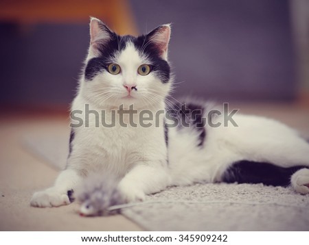 Black-and-white beautiful domestic cat with green eyes.