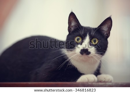 Black and white domestic cat with green eyes