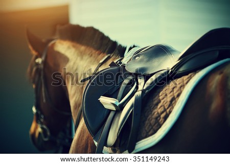 Saddle with stirrups on a back of a sport horse