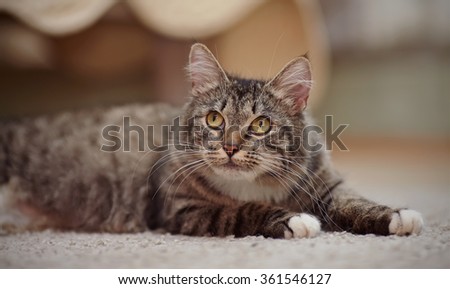 Striped cat with yellow eyes, white paws and white moustaches lies.