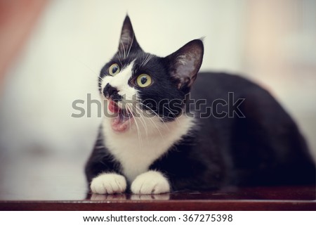 The black and white domestic cat with green eyes licks lips.
