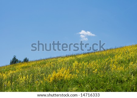 Field of yellow flowers and sky with alone cloud