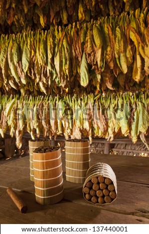Cuban cigars in drying house, Vinales, Cuba