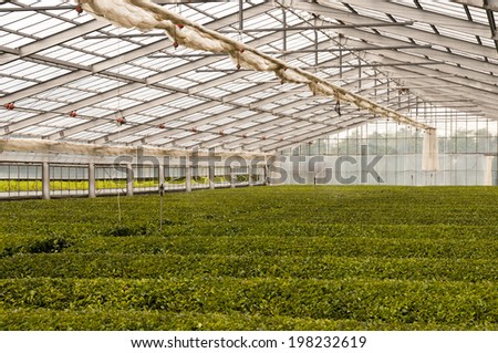The green house for growing green tea, SHizuoka, Japan