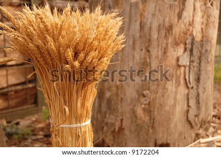 Pack of wheat in season