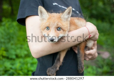 A tame fox cub in the hands of the mistress