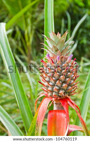 Tropical fruit of pineapple field