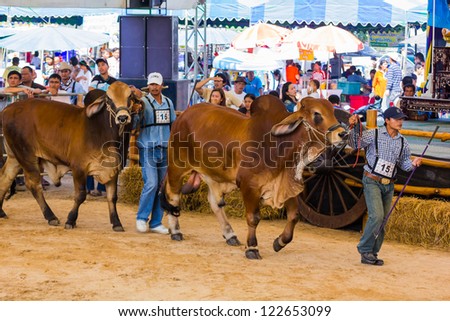PRACHUAPKHIRIKHAN, THAILAND - DECEMBER 16 : An unidentified farmer displays his cattle at the annual Livestock Show on December 16, 2012 in Pranburi, Prachuapkhirikhan, Thailand