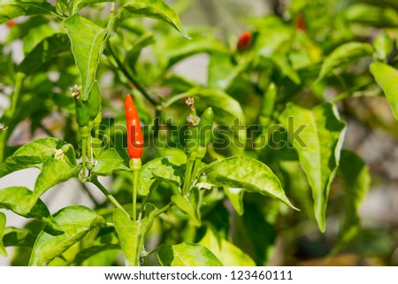 Red chili pepper on the plant