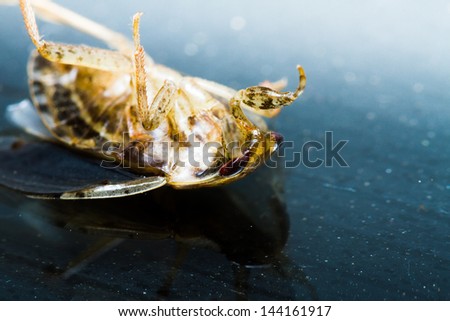 Young giant water bug die on black background