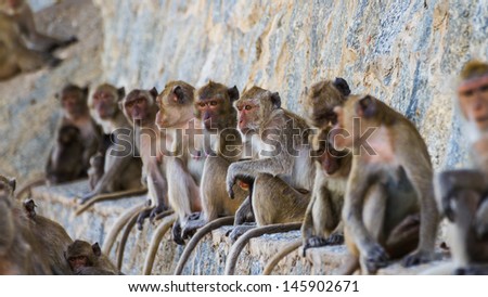 monkey family sitting on the wall
