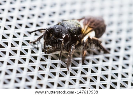 Close up of black wasp on  white mesh screen