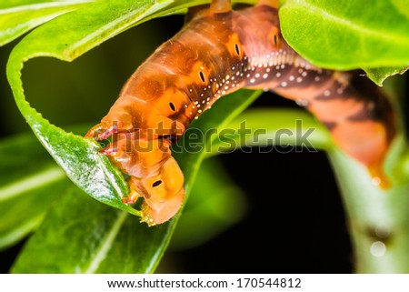 Butterfly larva eating green leaf