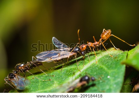 Red Ants army fighting with queen black ant