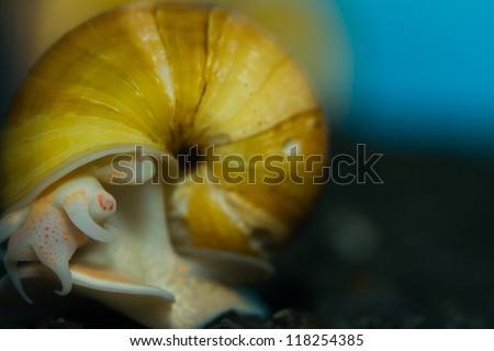 Close-up of a grown up Yellow Apple Snail