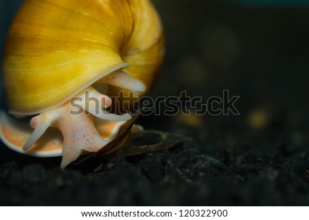 Close-up of a grown up Yellow Apple Snail