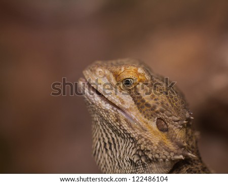 Close-up of Bearded dragons eye (Pogona vitticeps)