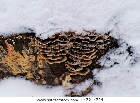 tinder fungus on the trunk of a snowy tree