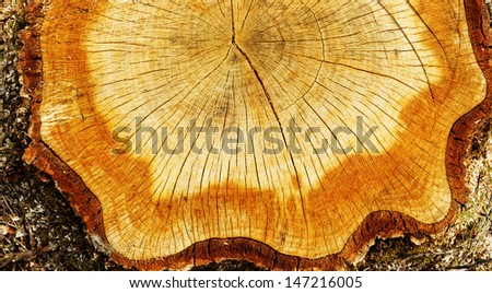 cut out tree trunk with annual rings