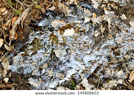 oil pollution on forest land