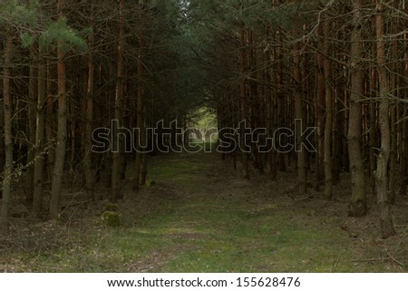 dirt road in the forest