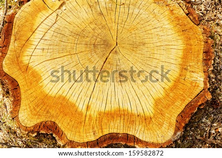 cut out tree trunk with annual rings